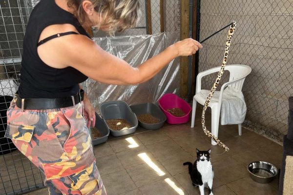 Volunteer-cats-1 Volunteer-cats-1