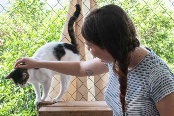Volunteer-cat-3 Volunteer-cat-3