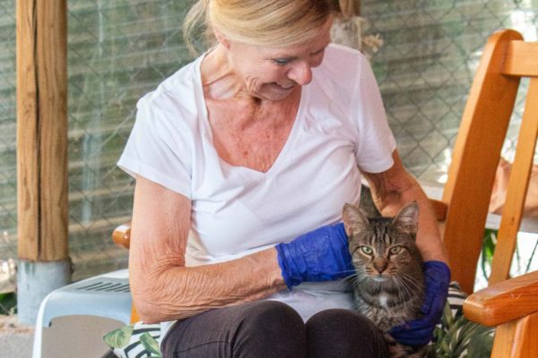Volunteer-cat-4 Volunteer-cat-4