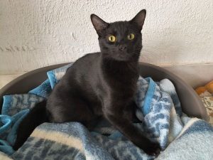 Enzo