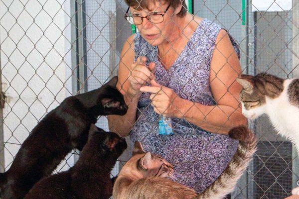 Volunteer-cats-Square Volunteer-cats-Square